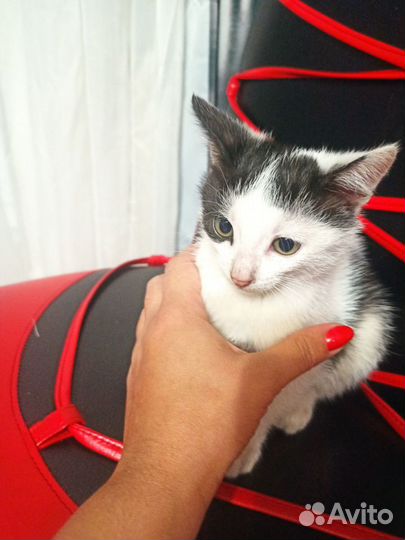 Котята 3 штуки