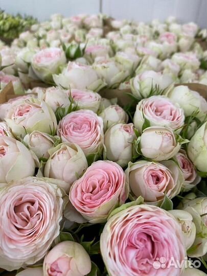 Саженцы спрей роз