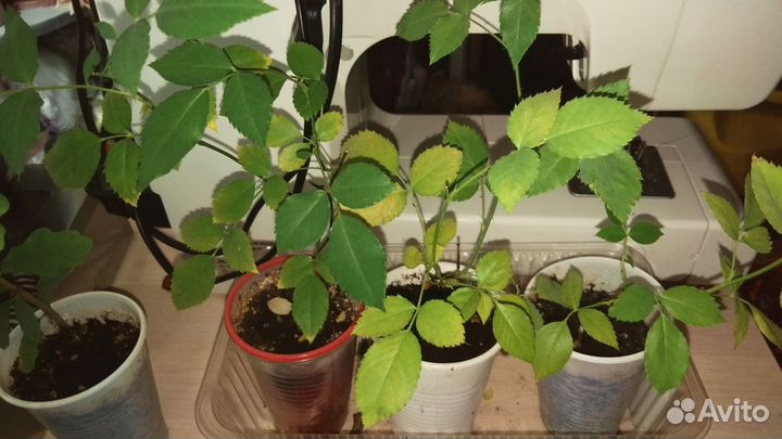 Роза комнатная