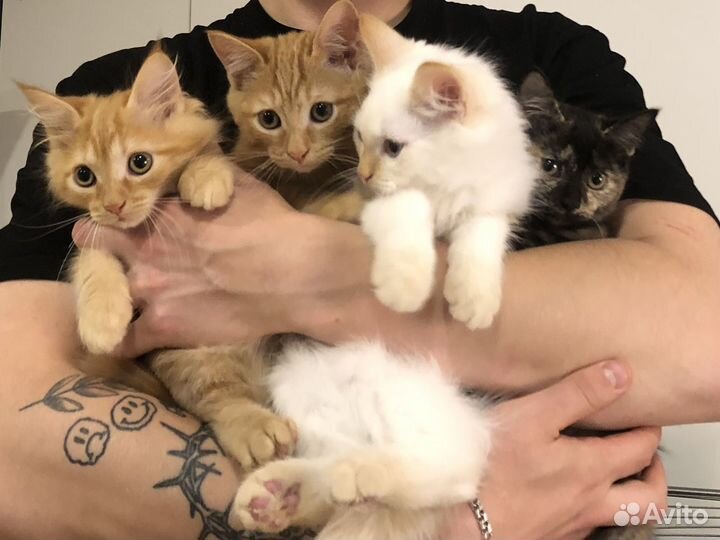 Котята в добрые руки