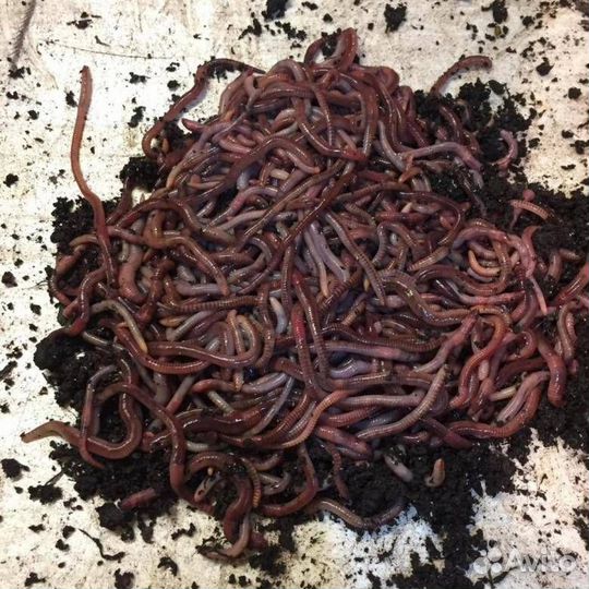 Живая наживка (червь,опарыш,мотыль,мормыш)