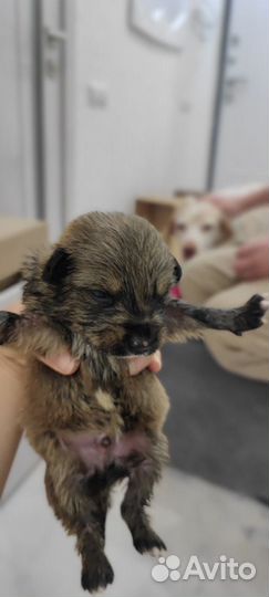 Малыши щенки