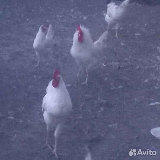 Петушки легорн