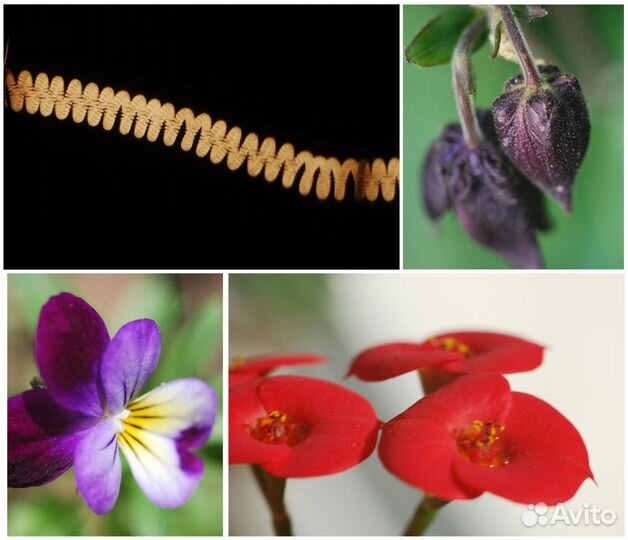 Переходники М42 Никон, светофильтры, макромех