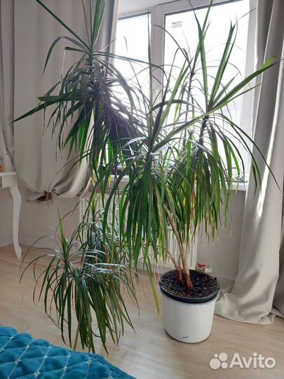 Пальма драцена