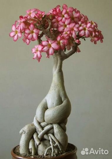 Аденимы-экзотические растения