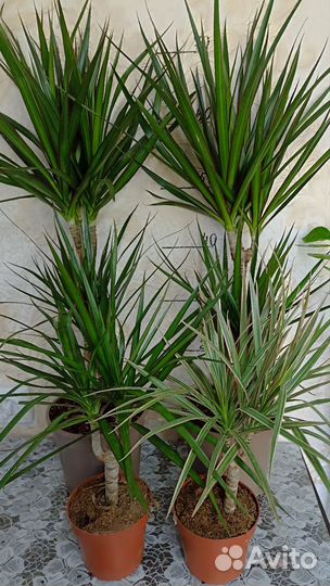 Драцены, Нефролепсис