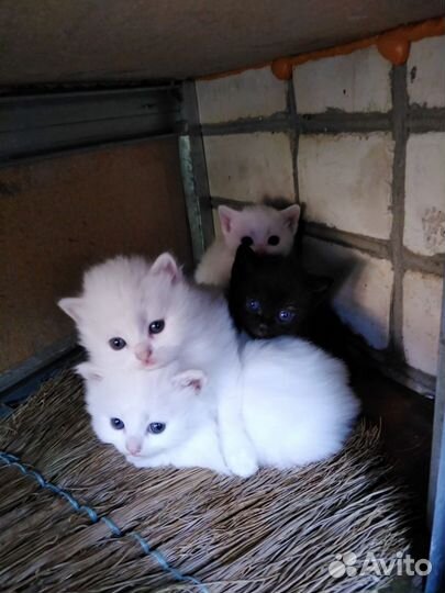 Отдам котят в добрые руки