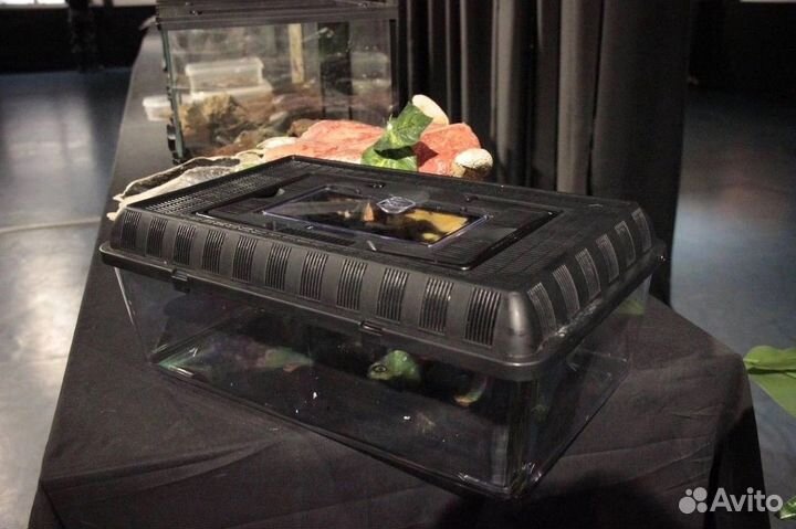 Эублефар