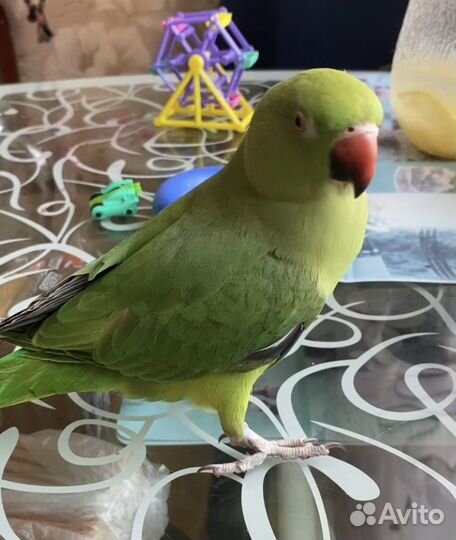 Ожереловый попугай