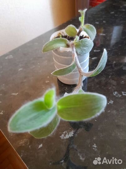 Традесканции