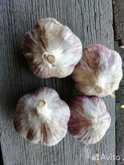 Чеснок озимый и яровой