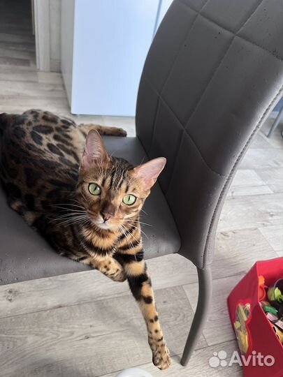 Бенгальская кошка в добрые руки