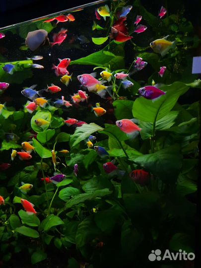 Тернеции, скалярии, улитки