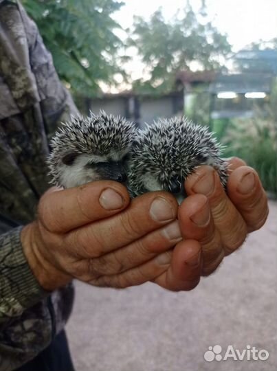 Африканский ежик