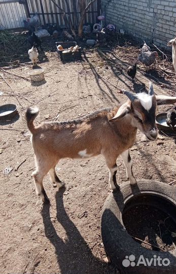 Продаю козла