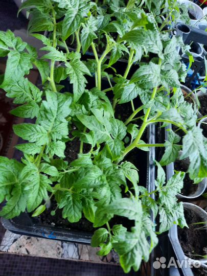 Рассада помидоры и перцы