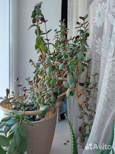 Цветок толстянка алоэ