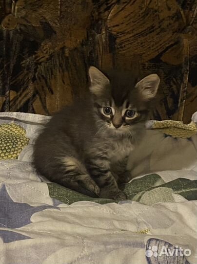 В добрые руки котенки