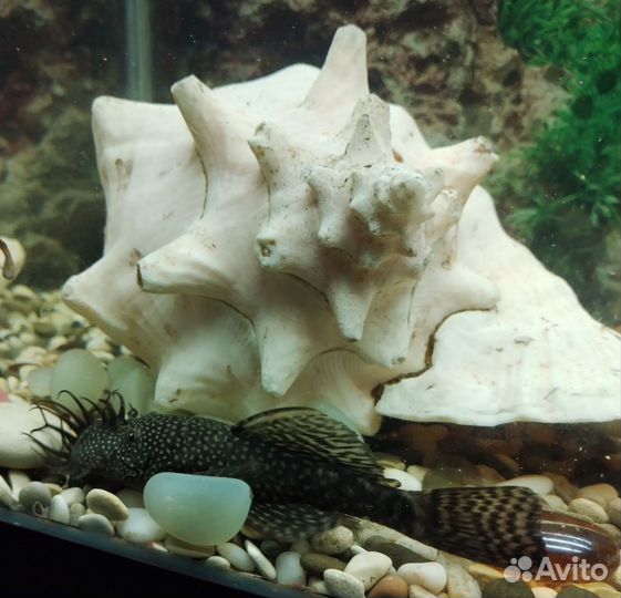 Анцитрусы и гуппи