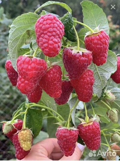 Малина Васёна