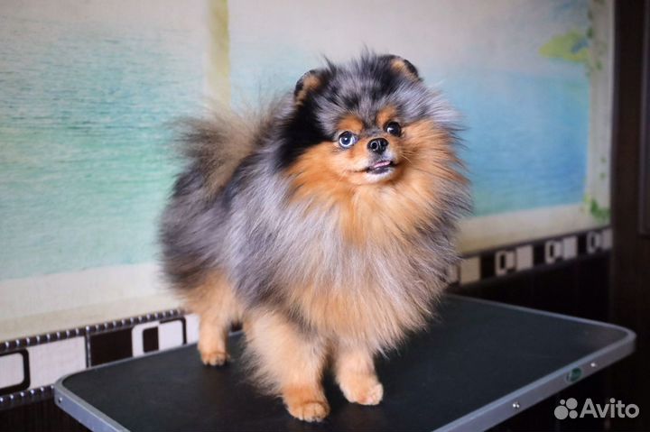 Для продолжения рода предлагается кобель