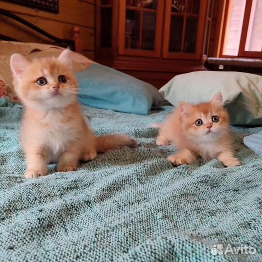 Котята шотландцы