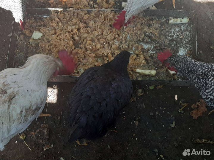 Куры молодки и петух