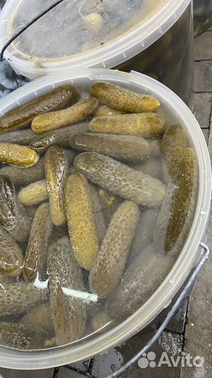 Продам бочковые огурцы