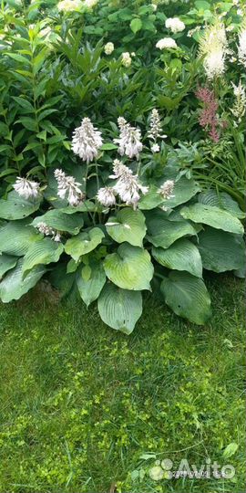 Хосты разные