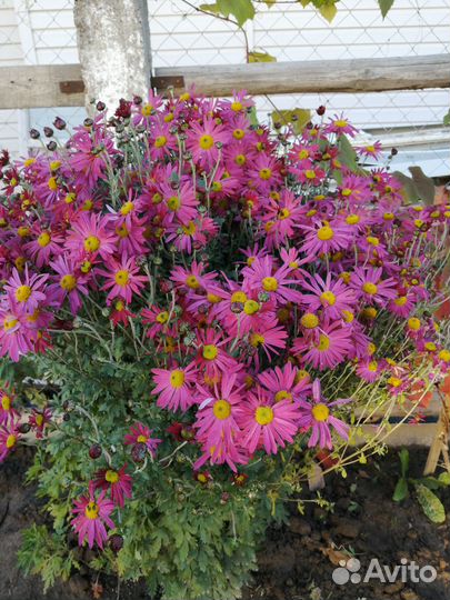 Садовые цветы