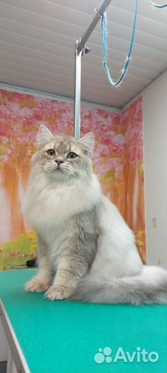 Британская кошка