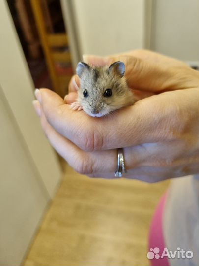 Джунгарский хомячок мальчик