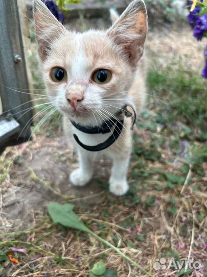 Котята в добрые руки бесплатно