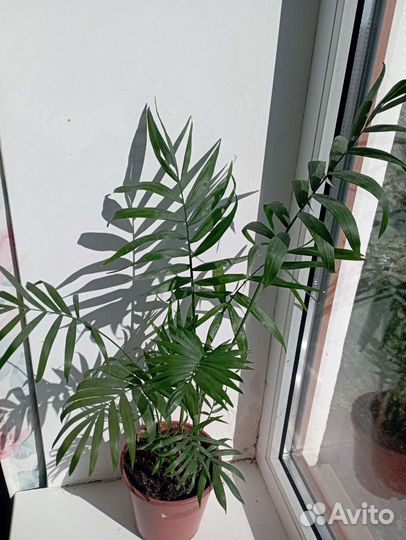 Хамедорея.пальма