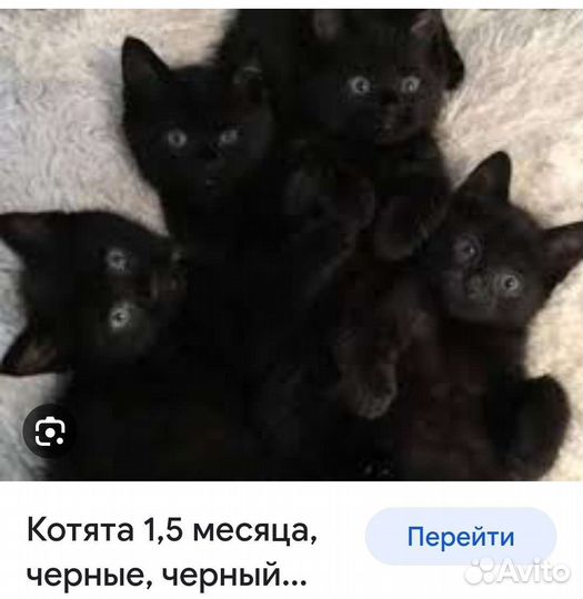 Кошка в дар