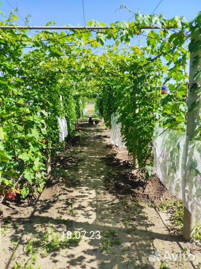 Черенки и саженцы винограда