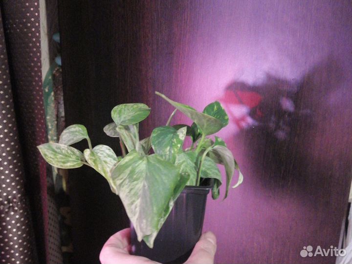 Сциндапсус Marble Queen