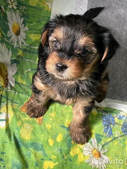 Йоркширский терьер