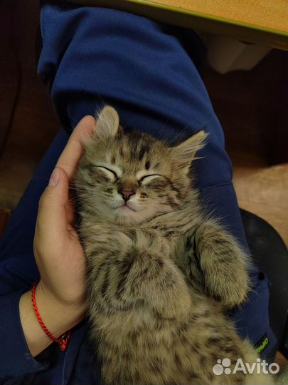 Кошка в дар