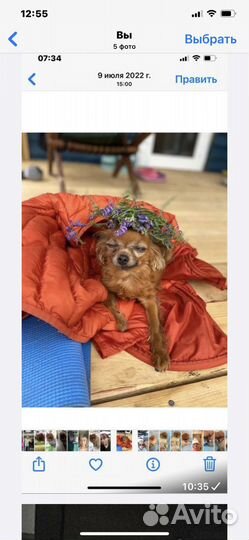 Перебержка мелких пород собак