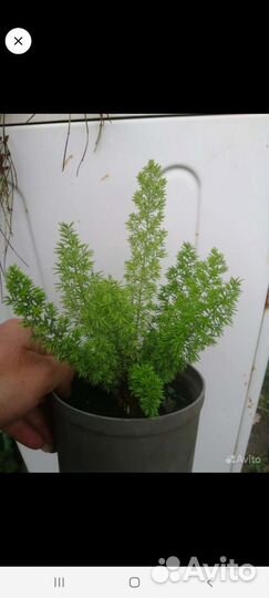 Аспарагусы сортовые, традесканция, азистазия вар