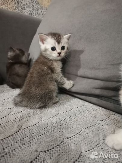 Шотландские