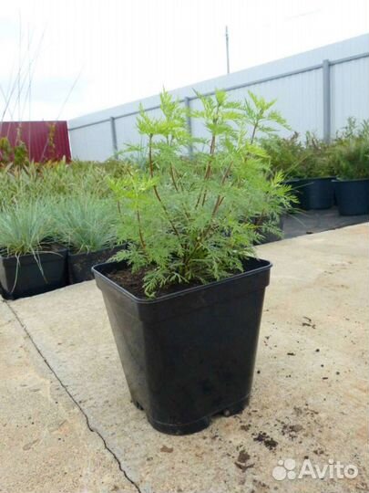 Божье дерево