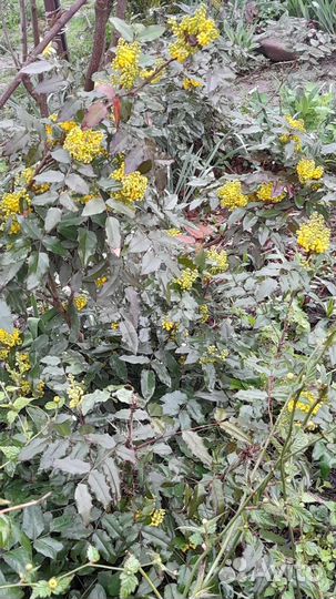 Декоративные кустарники