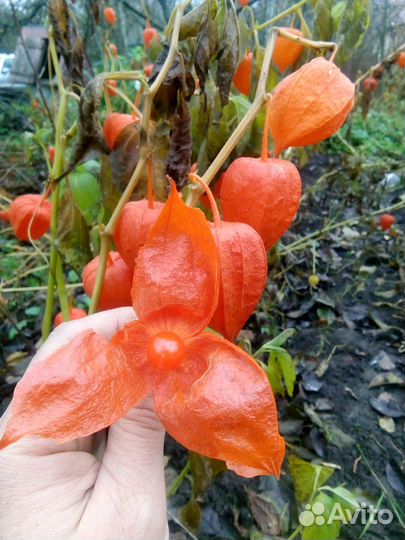 Вербейник. Ноготки. Золотой шар