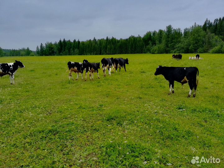 Доставка навоза