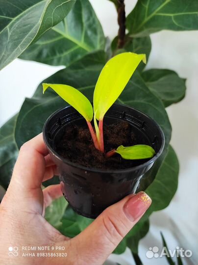 Филодендрон Малай Голд комнатные цветы