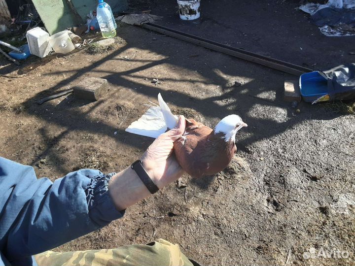 Продаю николаевских голубей