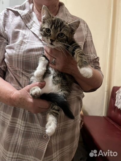 Кошка (котенок)